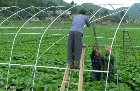 搭建種植大棚多少錢