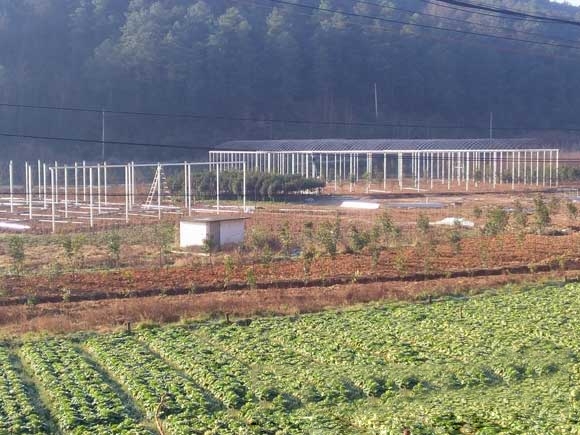 連體餐廳溫室大棚-電動